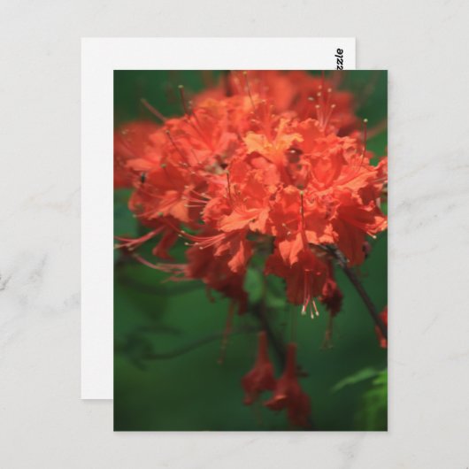 Sinaasappel Rhododendron Briefkaart (Voorkant / Achterkant)