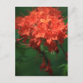 Sinaasappel Rhododendron Briefkaart (Voorkant)