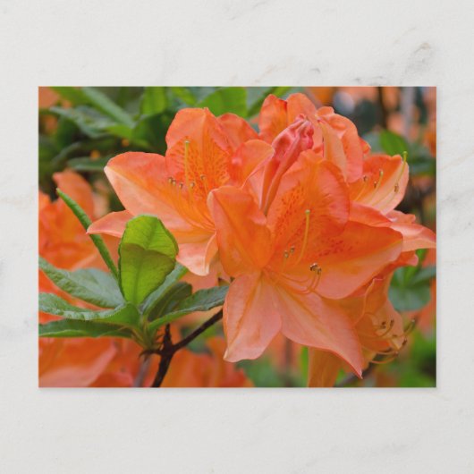 Sinaasappel Rhododendron Lemonara Flowers Briefkaa Briefkaart (Voorkant)