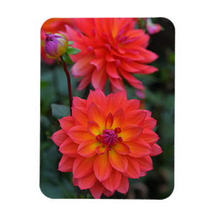 Sinaasappel, Rood, Geel Dahlia Bloem Magneet
