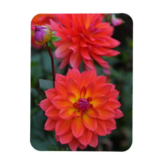 Sinaasappel, Rood, Geel Dahlia Bloem Magneet (Verticaal)