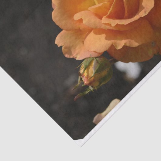 Sinaasappel Roos Struik Tissuepapier (Detail)