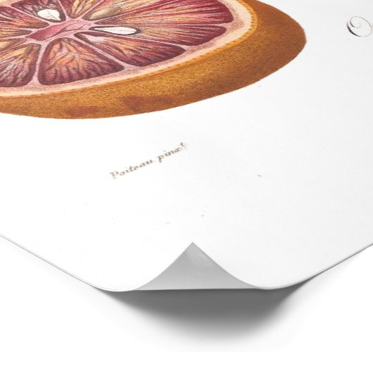 Sinaasappel, Sinaasappel de Malte Poster (Hoek)