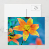Sinaasappel Ster Bloem Briefkaart (Voorkant / Achterkant)