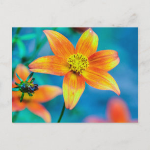 Sinaasappel Ster Bloem Briefkaart