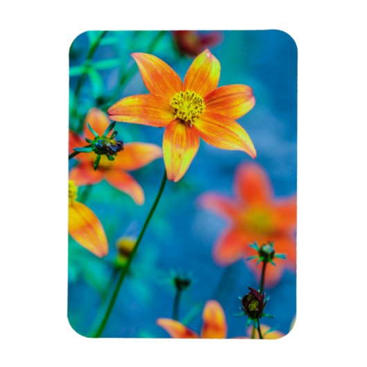 Sinaasappel Ster Bloem Magneet (Verticaal)