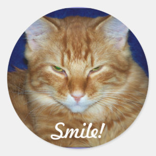 Sinaasappel Tabby Cat Smile Sticker