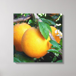Sinaasappel - Tangelo Canvas Afdruk
