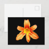 Sinaasappel Tiger Lily Briefkaart (Voorkant / Achterkant)