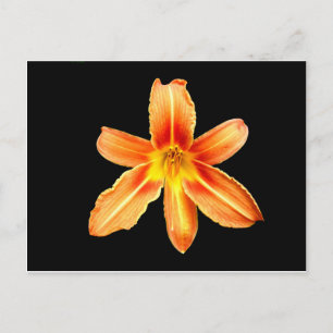 Sinaasappel Tiger Lily Briefkaart