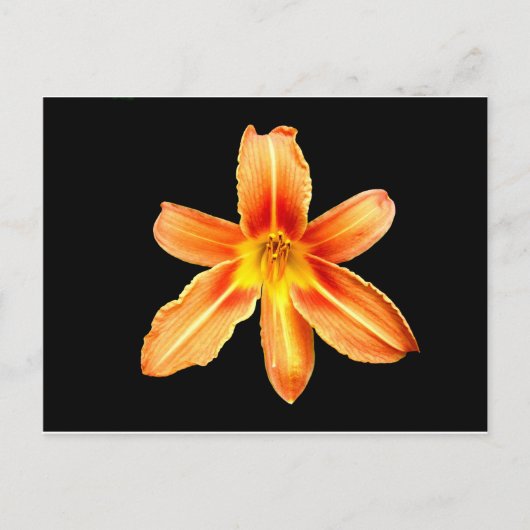 Sinaasappel Tiger Lily Briefkaart (Voorkant)