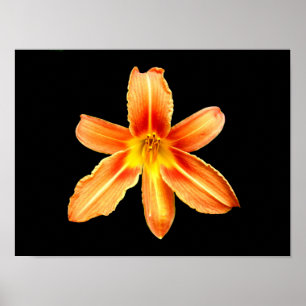 Sinaasappel Tiger Lily Poster
