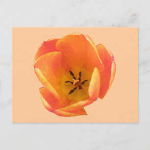 Sinaasappel Tulip Briefkaart