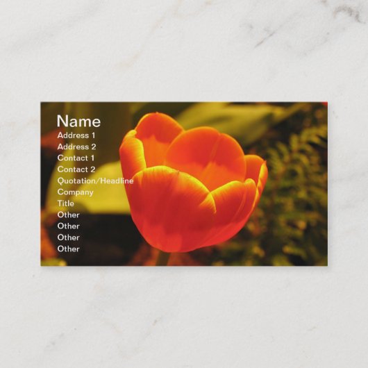 Sinaasappel Tulip Visitekaartje (Voorkant)