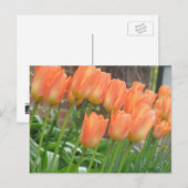 Sinaasappel Tulps Briefkaart (Voorkant / Achterkant)