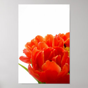 Sinaasappel Tulps Poster