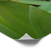 Sinaasappel Tulptuur Poster (Hoek)