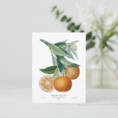 Sinaasappel van Pierre - Antoine Poiteau Briefkaart (Staand voorkant)