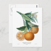 Sinaasappel van Pierre - Antoine Poiteau Briefkaart (Voorkant / Achterkant)
