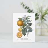 Sinaasappel van Pierre - Antoine Poiteau Briefkaart (Staand voorkant)