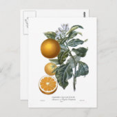 Sinaasappel van Pierre - Antoine Poiteau Briefkaart (Voorkant / Achterkant)
