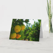 Sinaasappel van Valencia in de Oranje grove Kaart (Voorkant)