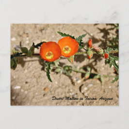 Sinaasappel woestijnmalva in Tucson, Arizona Briefkaart