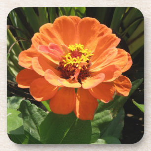 Sinaasappel Zinnia Kurken Onderzetter
