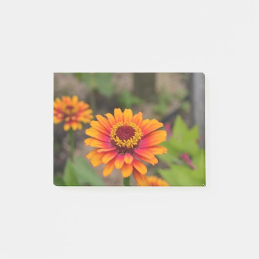 Sinaasappel Zinnia Post-it® Notes (Voorkant)