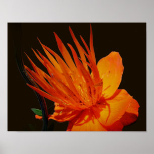 Sinaasappelbloem in zonneschijn bloem poster