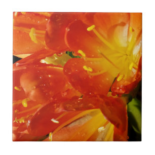 Sinaasappelbloemen Tegeltje