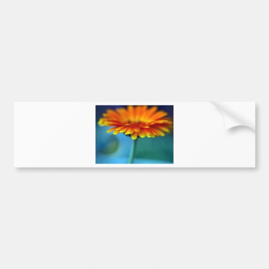 Sinaasappelbloesem Bumpersticker (Voorkant)