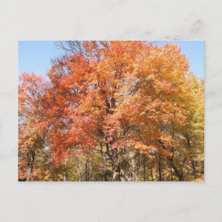 Sinaasappelbomen Briefkaart