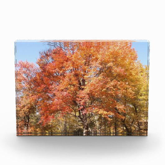 Sinaasappelbomen Fotoblokken (Voorkant)