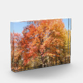 Sinaasappelbomen Fotoblokken (Links)