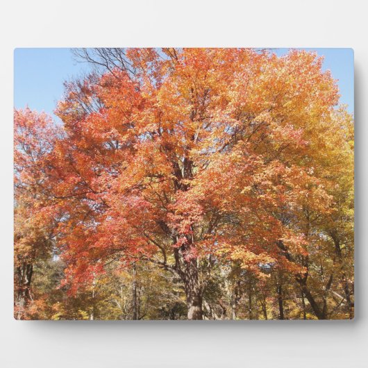 Sinaasappelbomen Fotoplaat (Voorkant)