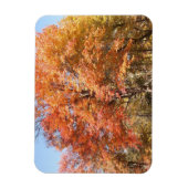 Sinaasappelbomen Magneet (Verticaal)