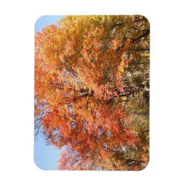 Sinaasappelbomen Magneet