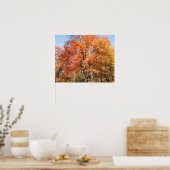 Sinaasappelbomen Poster (Keuken)