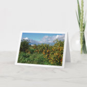 Sinaasappelboomgaard, Valencia, Spanje Kaart (Voorkant)