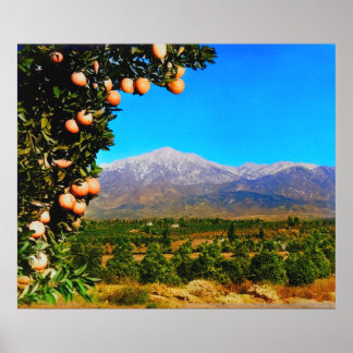 Sinaasappelboomgaarden Besneeuwde Mount Baldy Vroe Poster