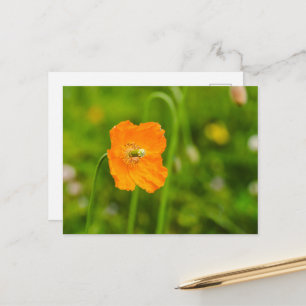 Sinaasappelklaproos op groene zomerse foto briefkaart