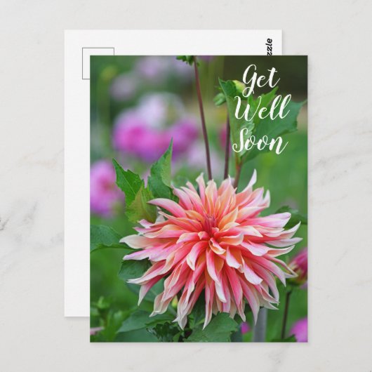 Sinaasappelkleurige en Roze Dahlia Bloem Beterscha Briefkaart (Voorkant / Achterkant)