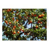Sinaasappels (Voorkant Horizontaal)