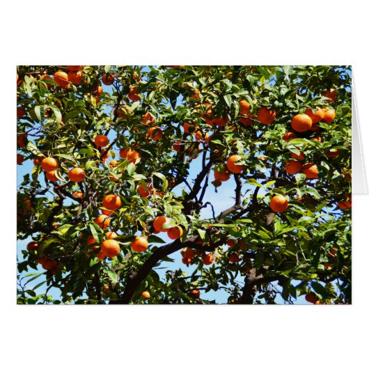 Sinaasappels (Voorkant Horizontaal)
