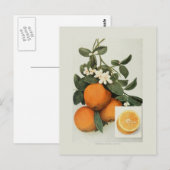 Sinaasappels Briefkaart (Voorkant / Achterkant)