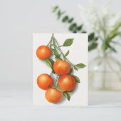 Sinaasappels (Calamondiaan) Waterverf van fruit Briefkaart (Staand voorkant)