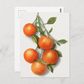 Sinaasappels (Calamondiaan) Waterverf van fruit Briefkaart (Voorkant / Achterkant)