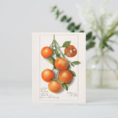 Sinaasappels (Calamondiaan) Waterverf van fruit Briefkaart (Staand voorkant)