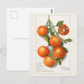 Sinaasappels (Calamondiaan) Waterverf van fruit Briefkaart (Voorkant / Achterkant)